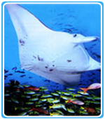 Diving Costa Rica