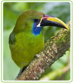 Costa Rica faune