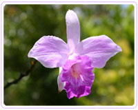 Costa Rica flore