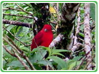 Monteverde Costa Rica