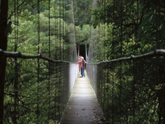 Hanging Bridges in Monteverde