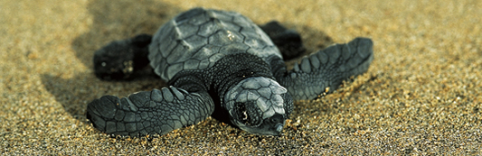 Costa Rica Turtle Watching