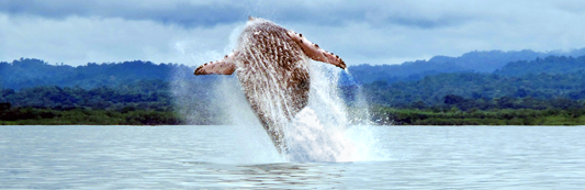 Costa Rica Whale Watching