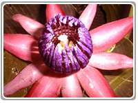 Turrialba Costa Rica