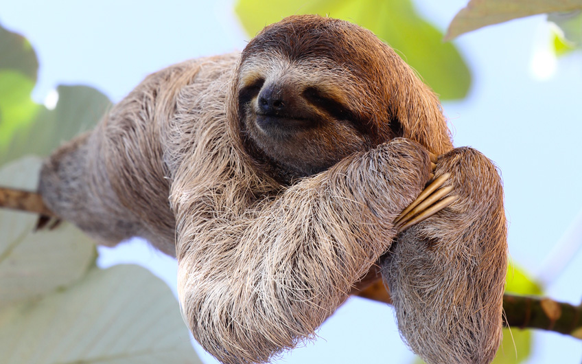 costa rican rainforest sloth