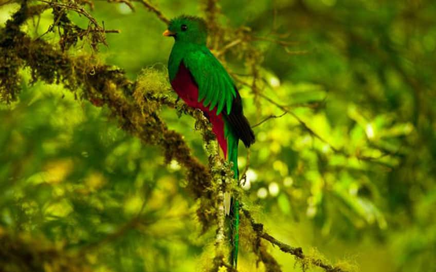 Vogelbeobachtung, Quetzal in San Gerardo de Dota Costa Rica
