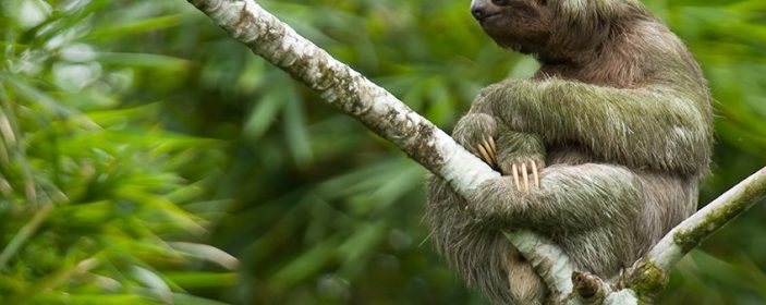 Sloths in Costa Rica: Types, Facts, and Their Status as a National Symbol